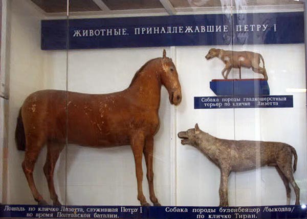 чучело лошади Петра I Лизетты в Зоологическом музее Санкт-Петербурга